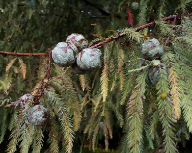 [A reddish-brown branch hangs from right to left with several smaller branches coming from it. Hanging down from the branches are many needle leaves (a stem with several dozen needles coming from it). On the branches are blue-green balls with some patches of red-brown. The blue-green sections have a slightly wrinkled appearance. The cones, which are spherical, are about 1.5-2 inches in diameter.]